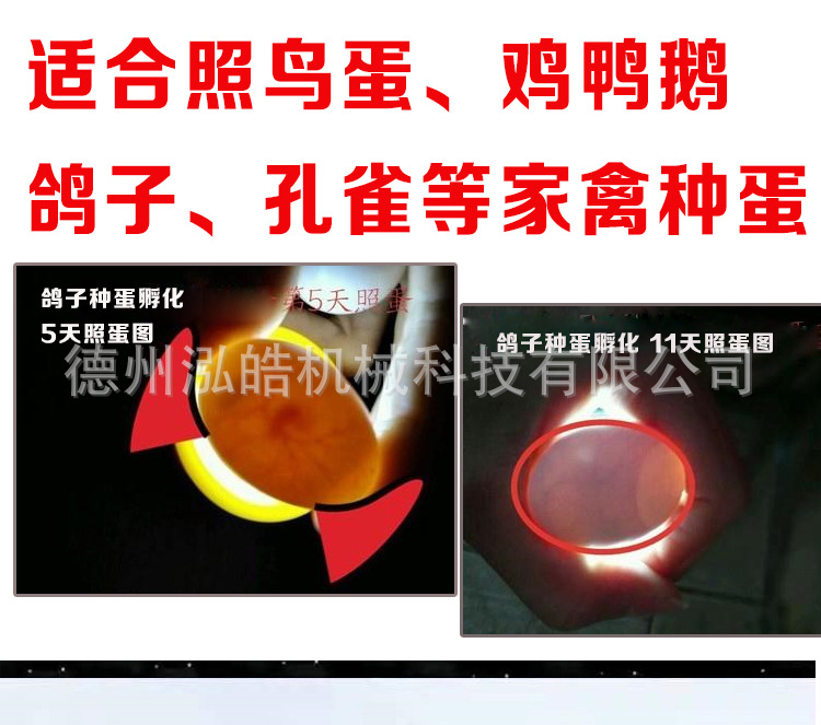孵多多照蛋器詳情_03.jpg
