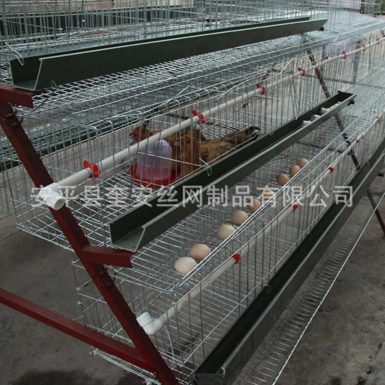 蛋雞籠 (4).jpg