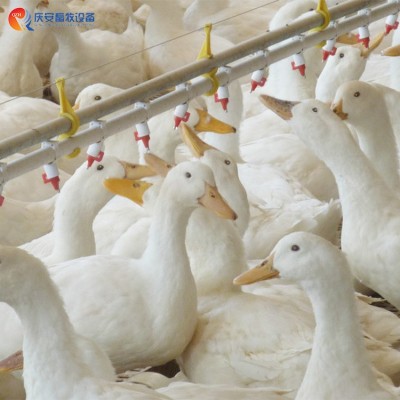 廠家直銷 QZH 高端養(yǎng)殖平養(yǎng) 乳頭飲水線 鴨子 畜牧養(yǎng)殖設備