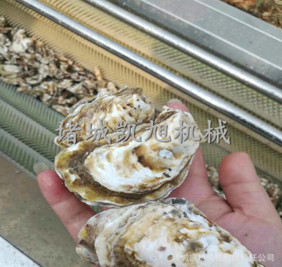 海蠣子清洗機(jī) 軟刷頭硬毛刷海鮮清洗設(shè)備 毛刷毛輥清洗脫皮機(jī)