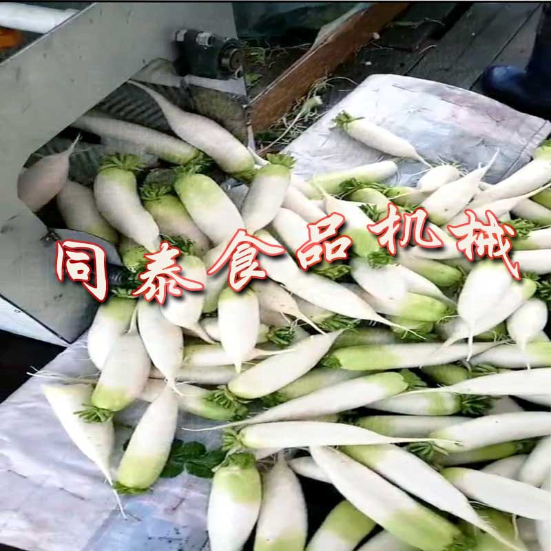 2出口白蘿卜清洗機