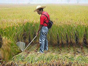 harvest