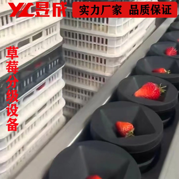 重量糖度 草莓分選機(jī) 西瓜分級機(jī) 水果分選設(shè)備 自動選果機(jī)