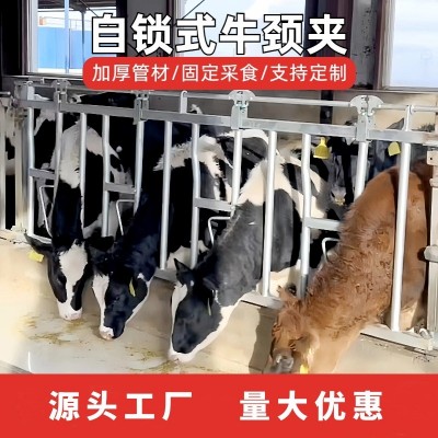 養(yǎng)牛廠自鎖式牛頸枷單雙開(kāi)活位奶牛場(chǎng)設(shè)備牧場(chǎng)加厚熱鍍鋅牛頸夾